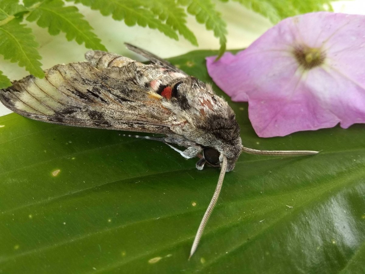 Бражник глазчатый кокон
