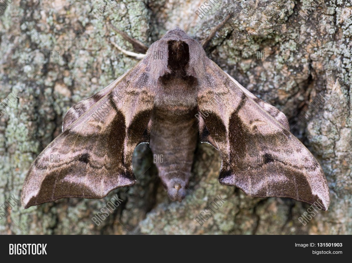 Амурский Бражник