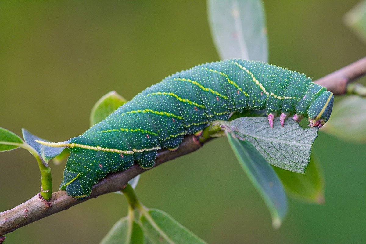 Sphinx Colibri Бражник