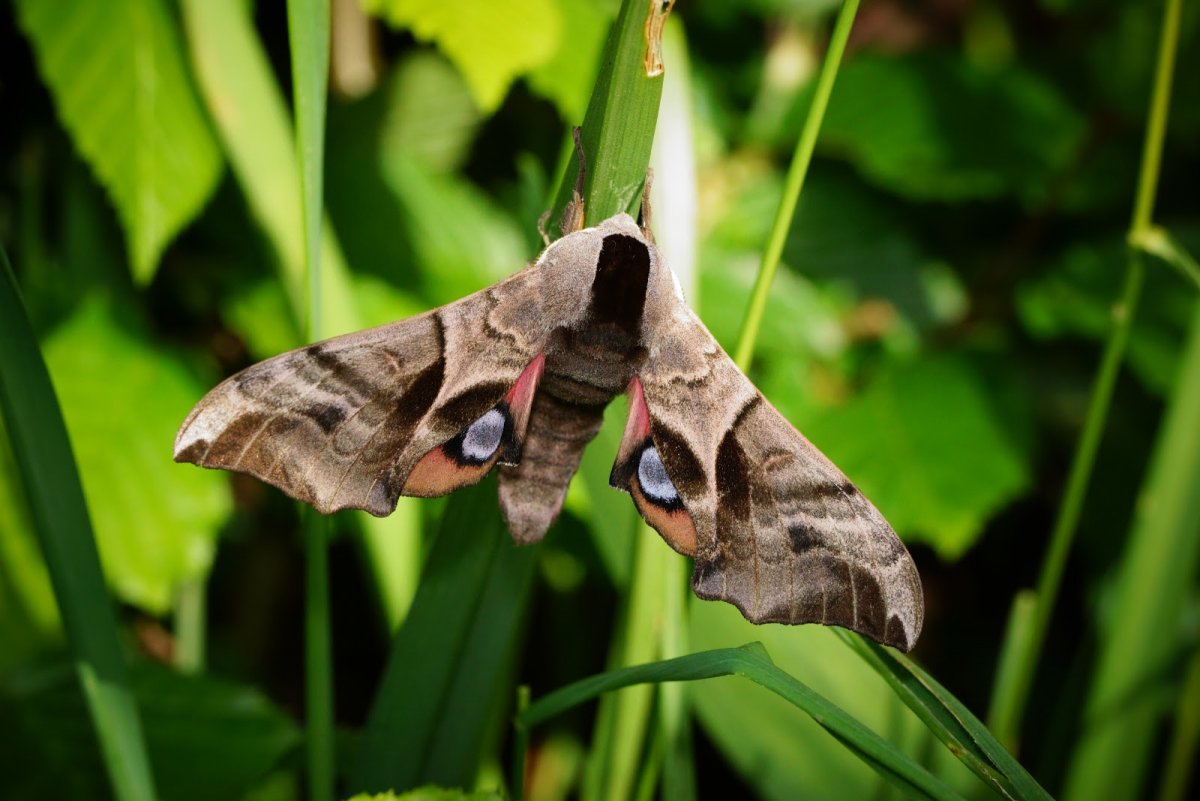 Бражник бирючинный бабочка