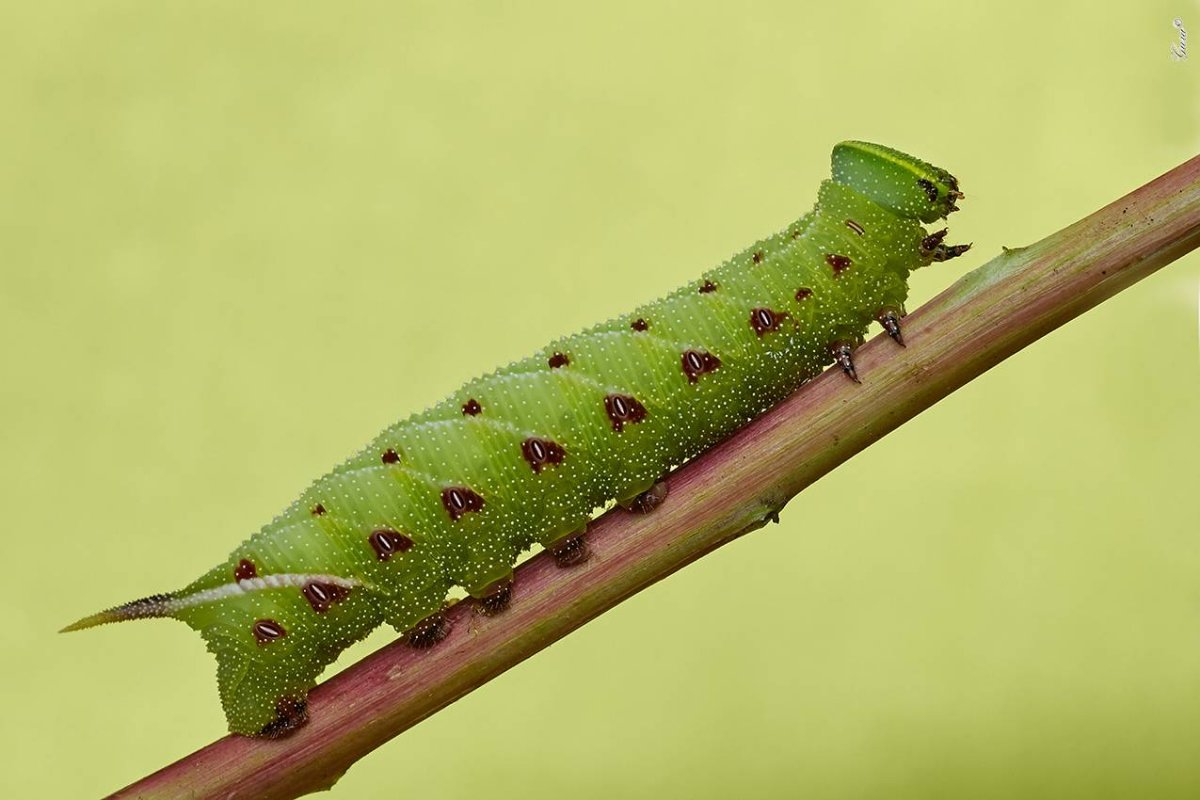 Сиреневый Бражник бабочка