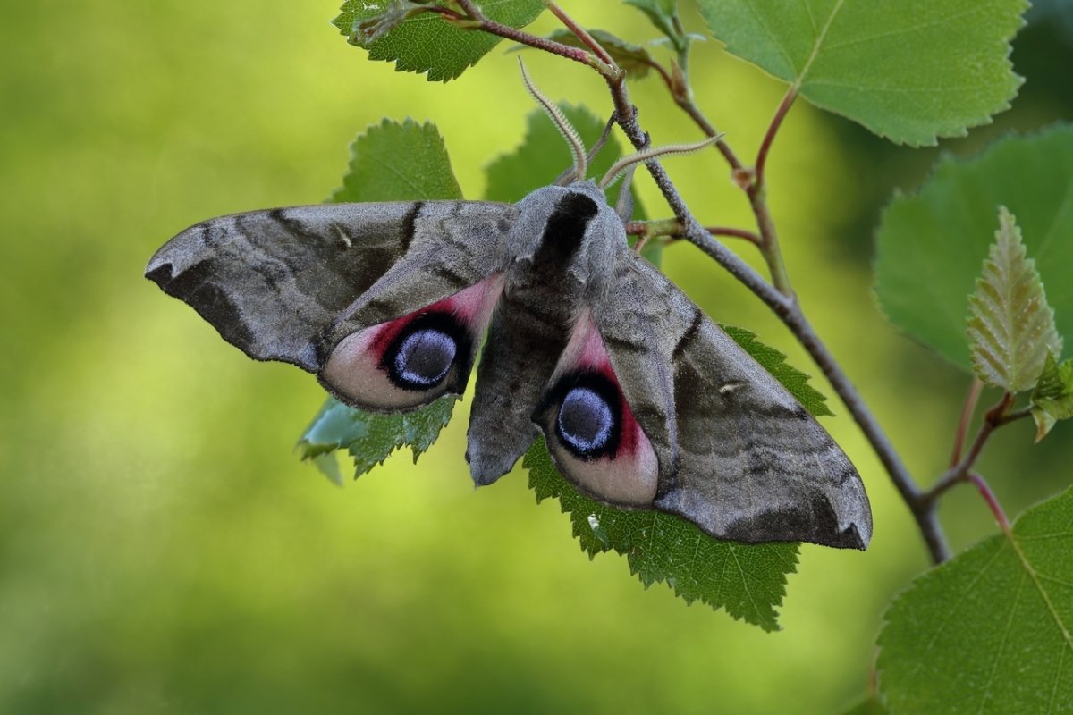 Ночная бабочка Бражник глазчатый