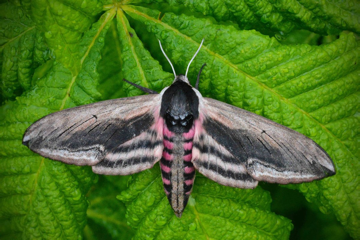 АРВОХ Капалак