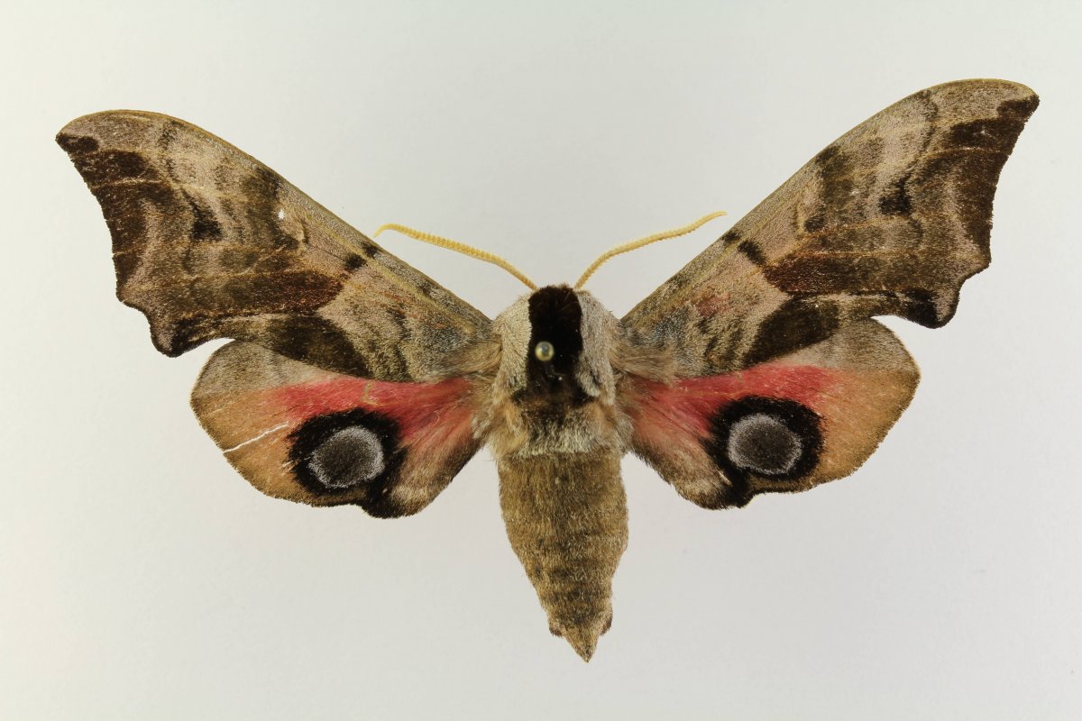 Бражник подмаренниковый бабочка