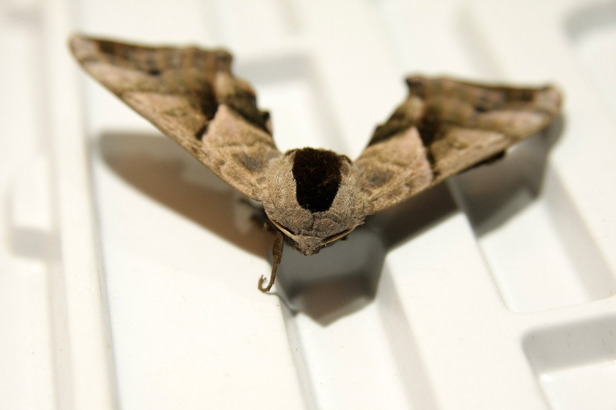 Бражник бабочка