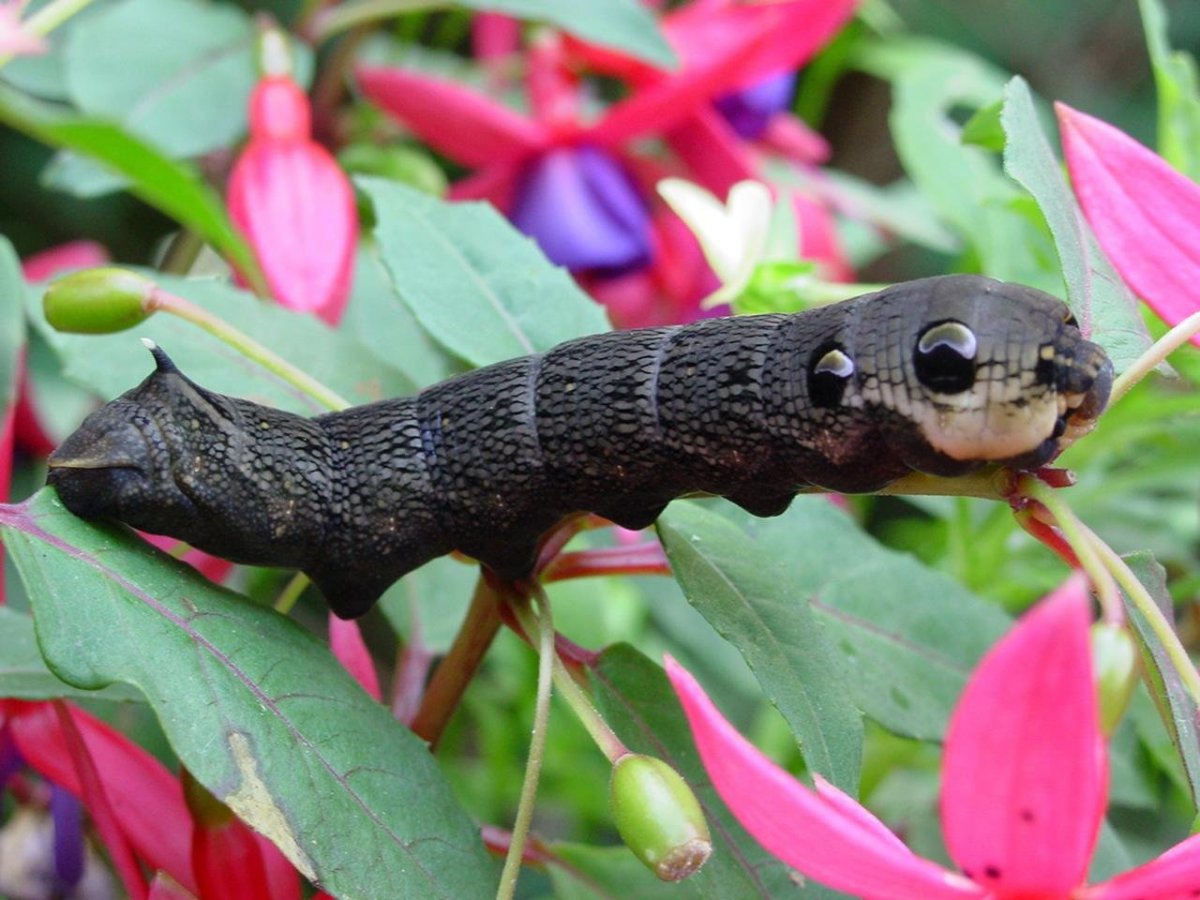 Бражник подмаренниковый бабочка