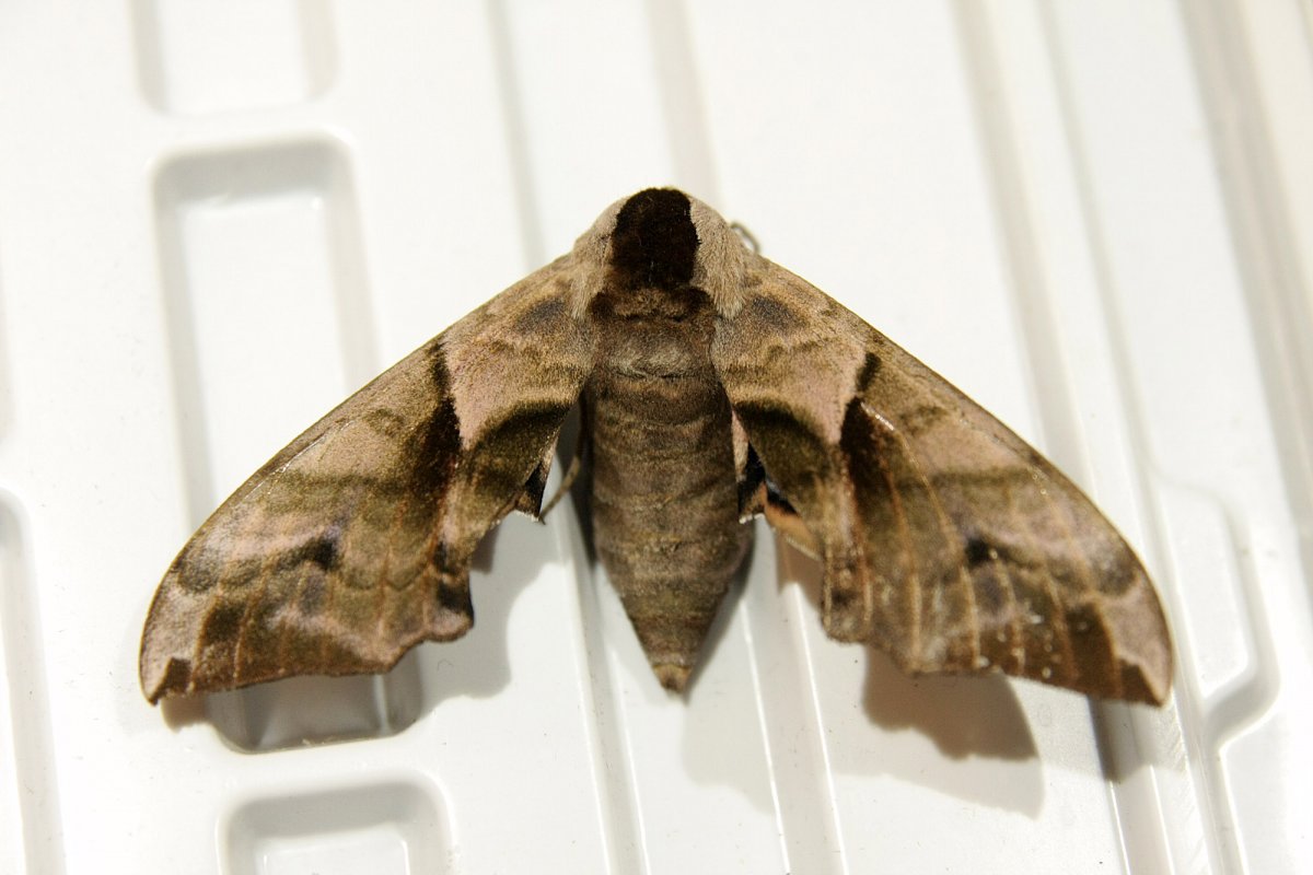 Фотовыставка красота острова бабочка