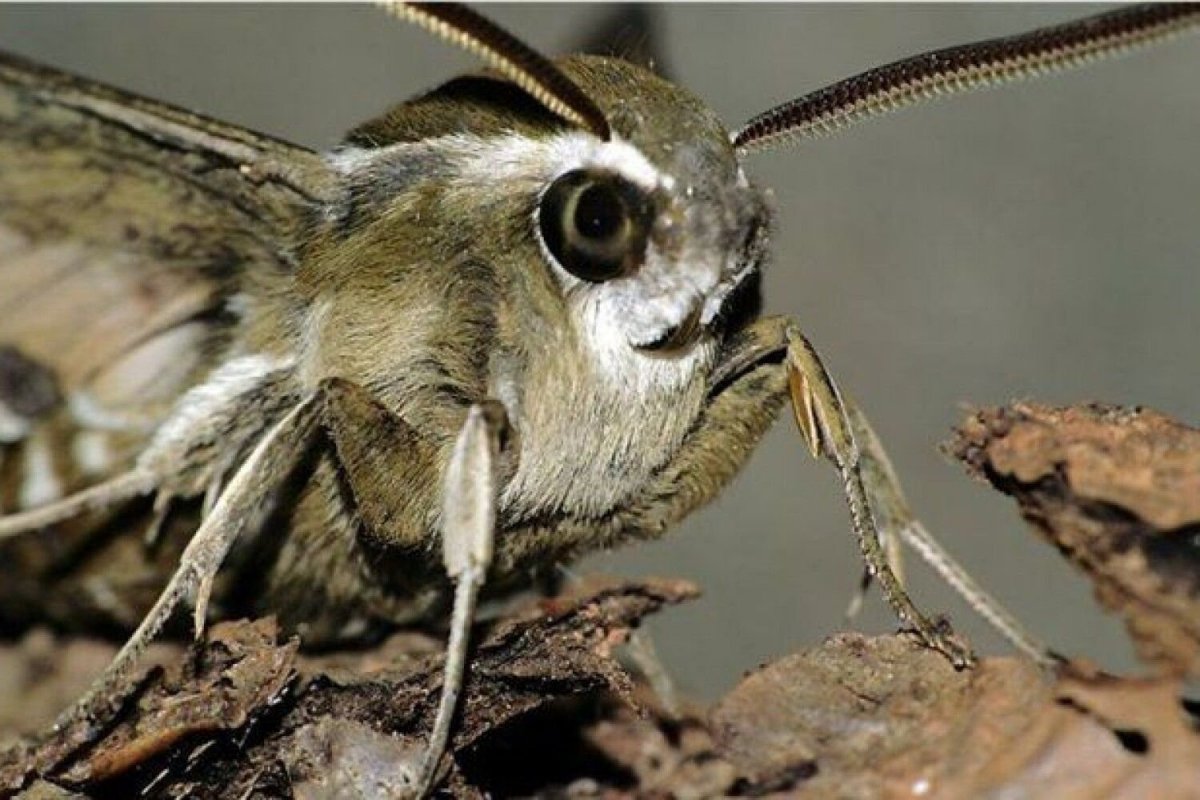 Бражник глазчатый Восточный