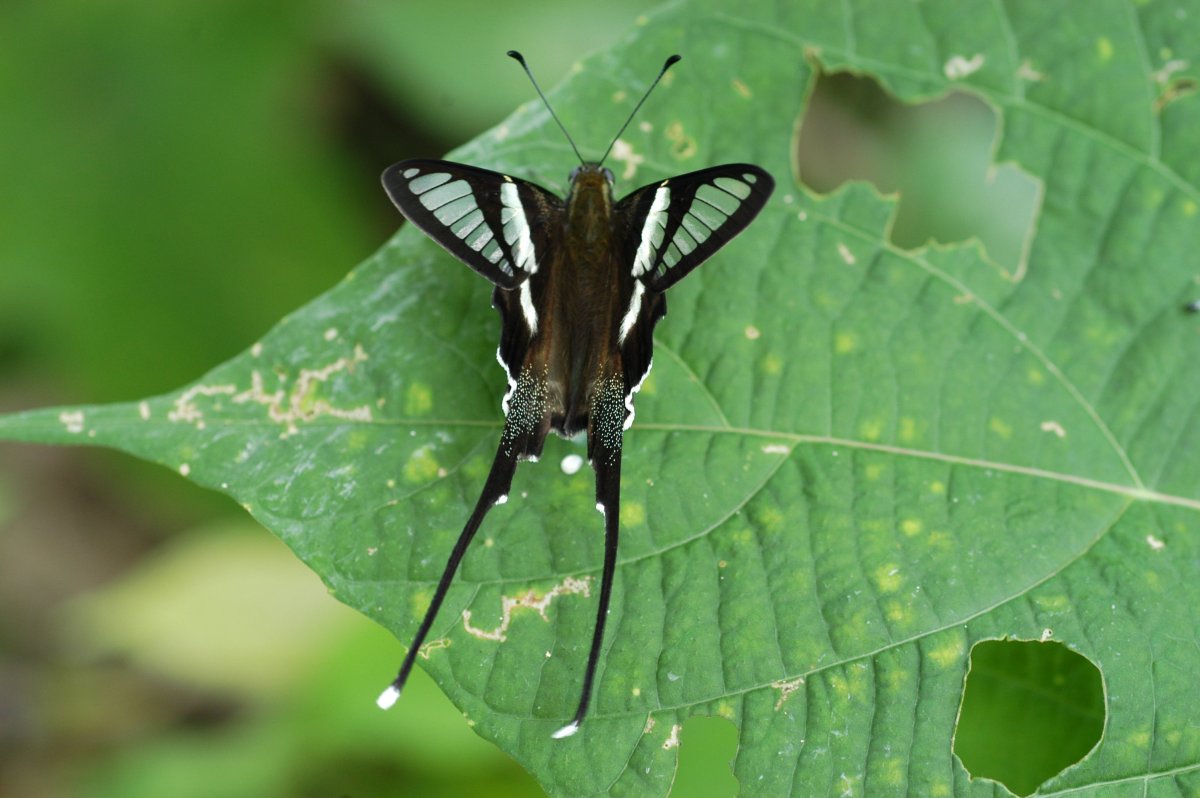 Papilio Troilus гусеница