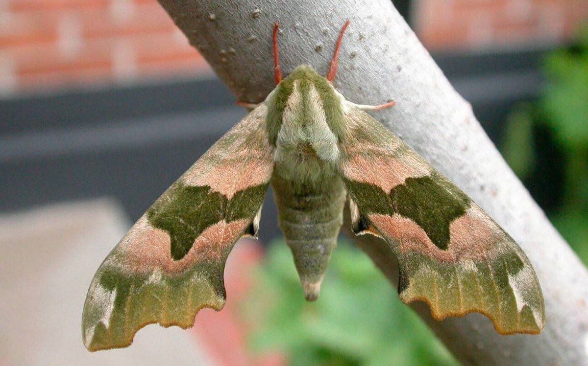 Бражник бабочка