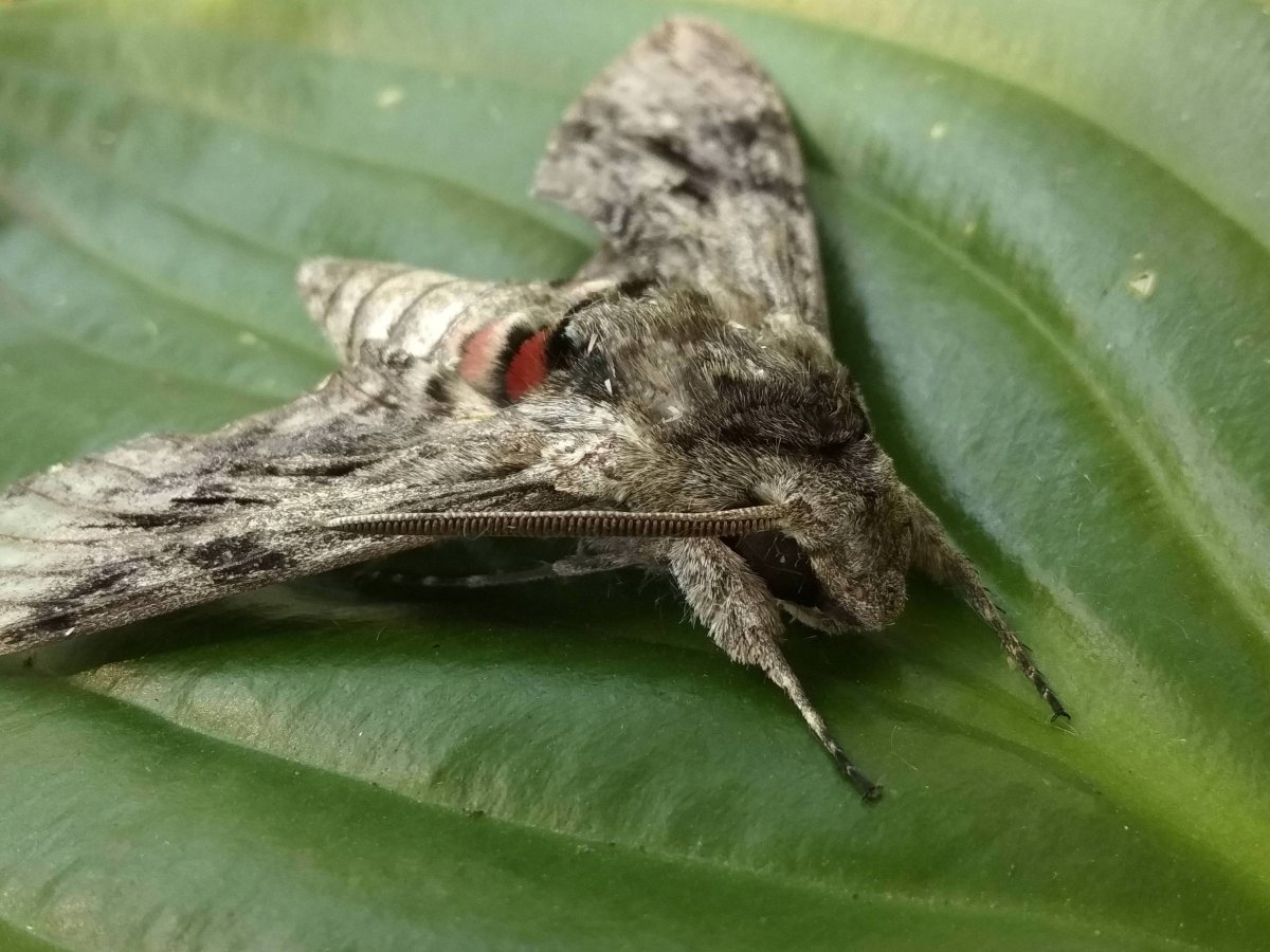 Бражник липовый (Mimas tiliae)