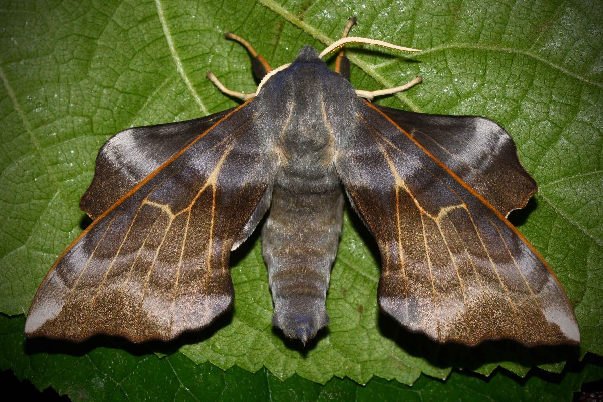 Бражник бабочка