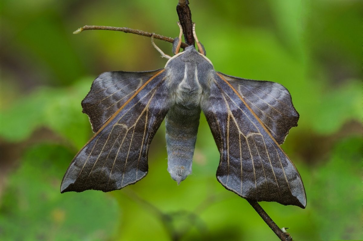 Бражник молочайный