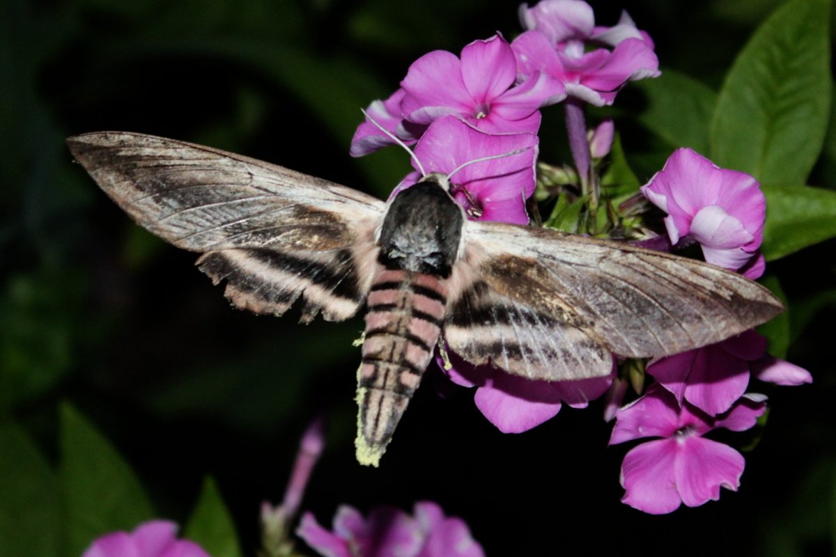 Бабочка олеандровый Бражник
