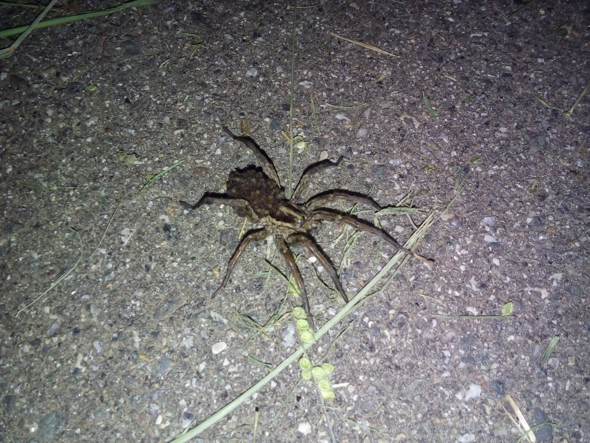 Паук волк Сочи