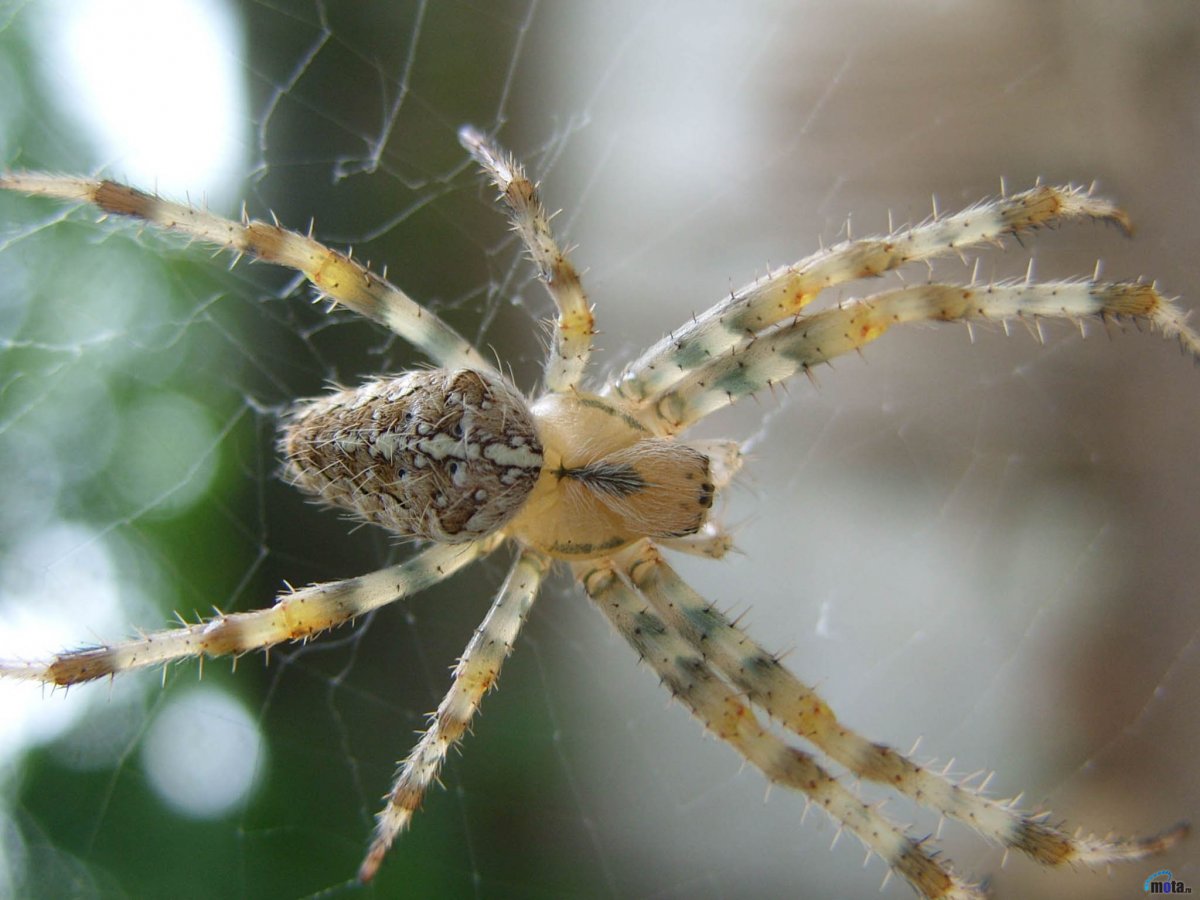 Паук крестовик маленький оранжевый маленький