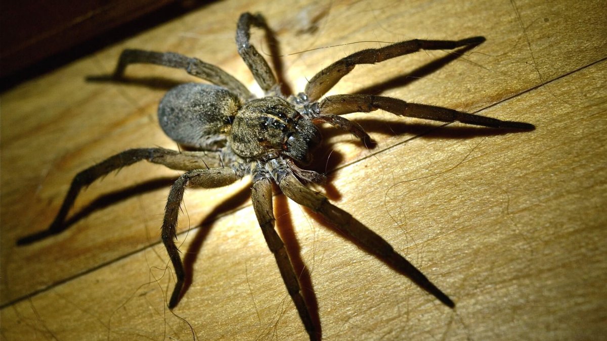 Паук Аргиопа паутина