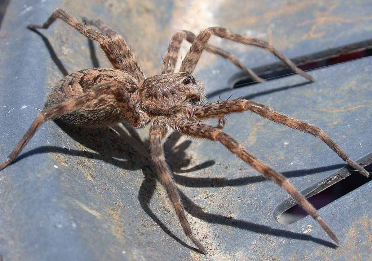 Паук крестовик садовый