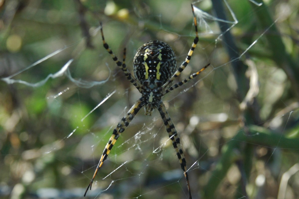 Araneus diadematus паук крестовик