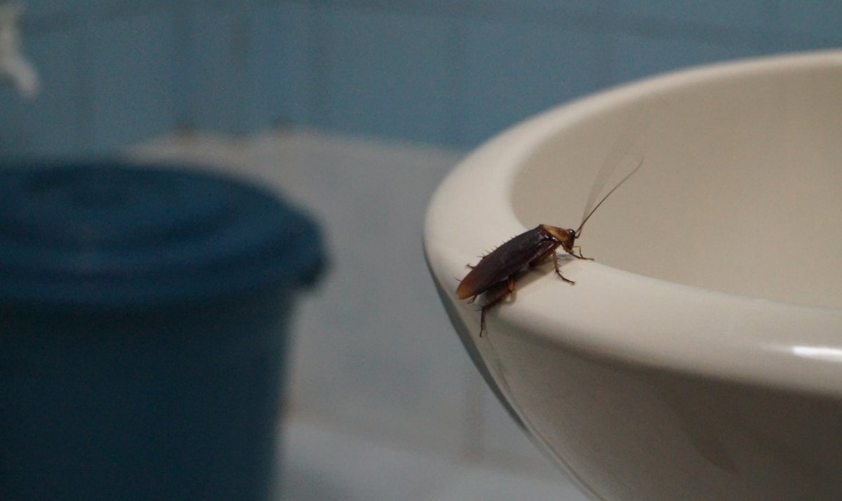 Канализационные тараканы