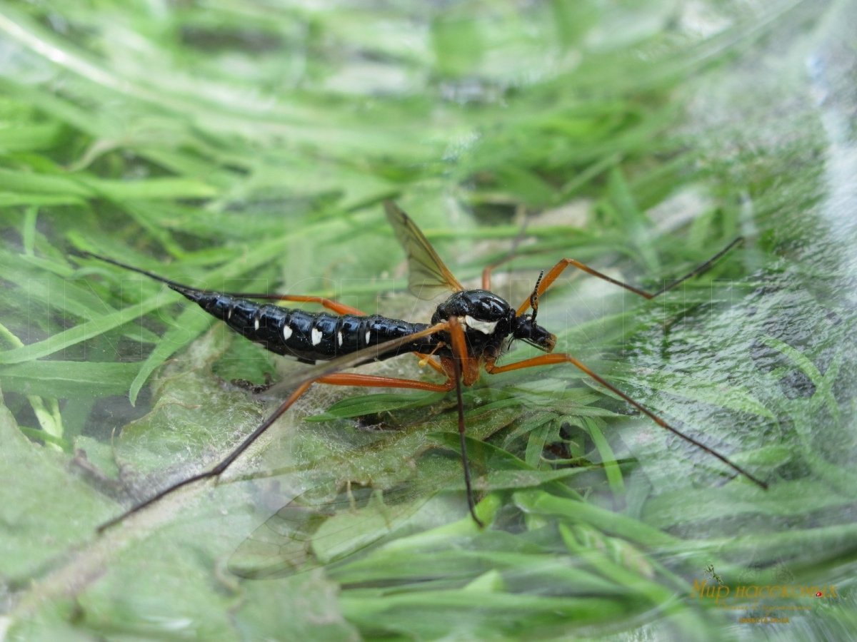 Мир насекомых