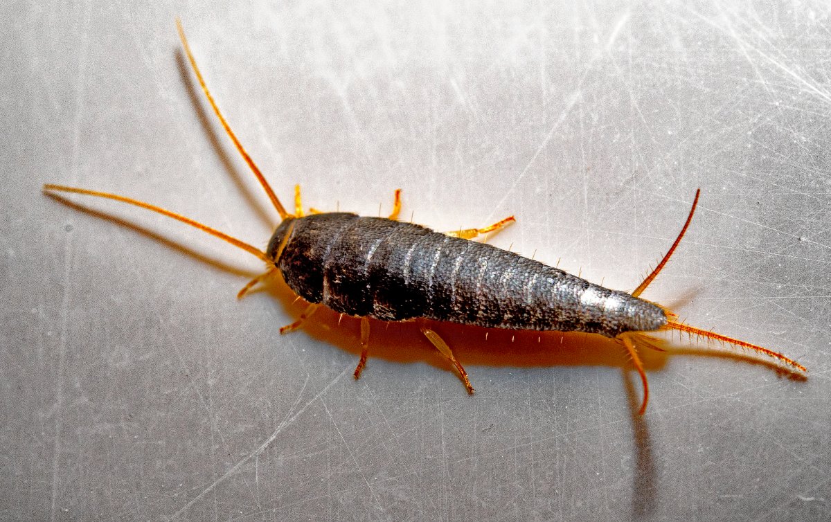 Чешуйница (lepisma saccharina)