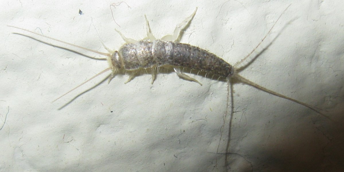 Мокрица насекомое сороконожка