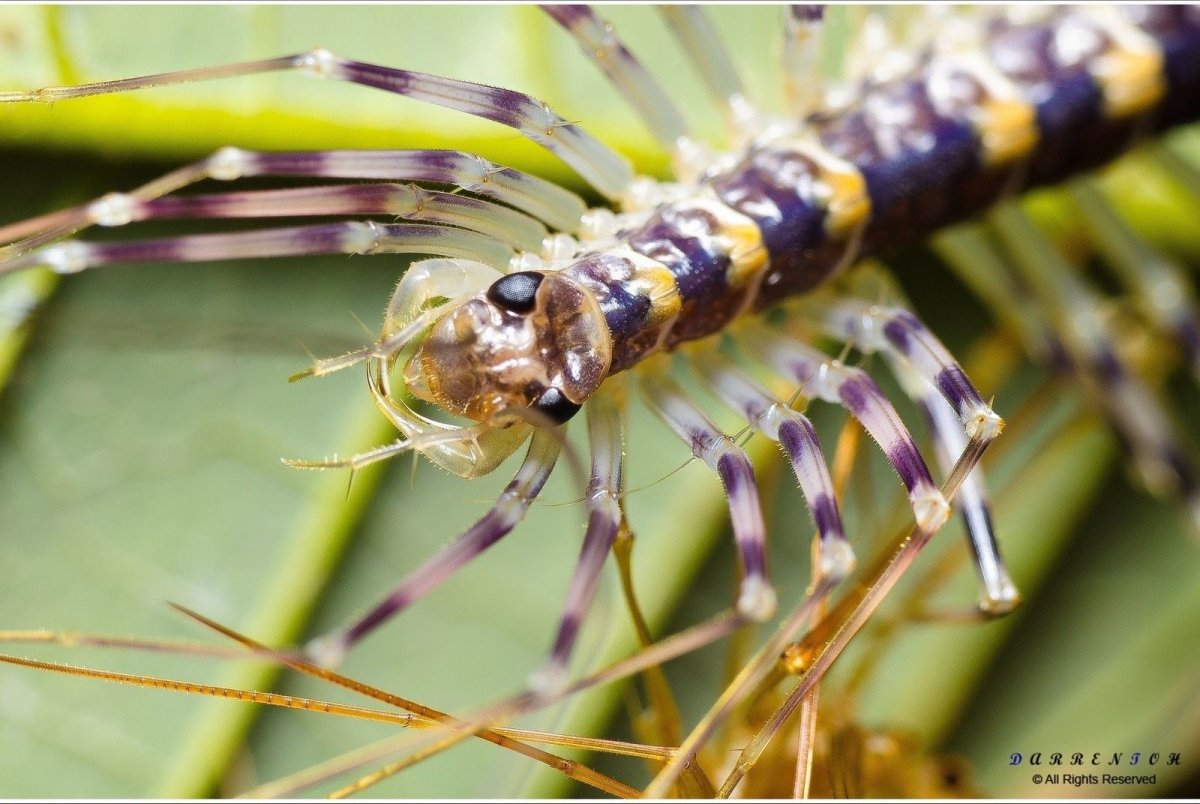 Крымская мухоловка