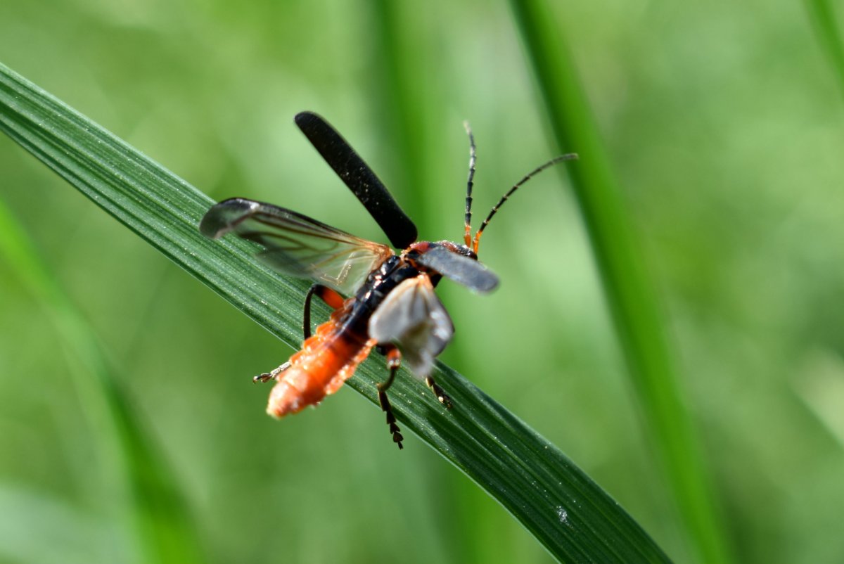 Жизнь насекомых фото