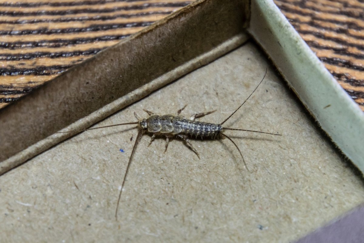 Мокрица Серебрянка