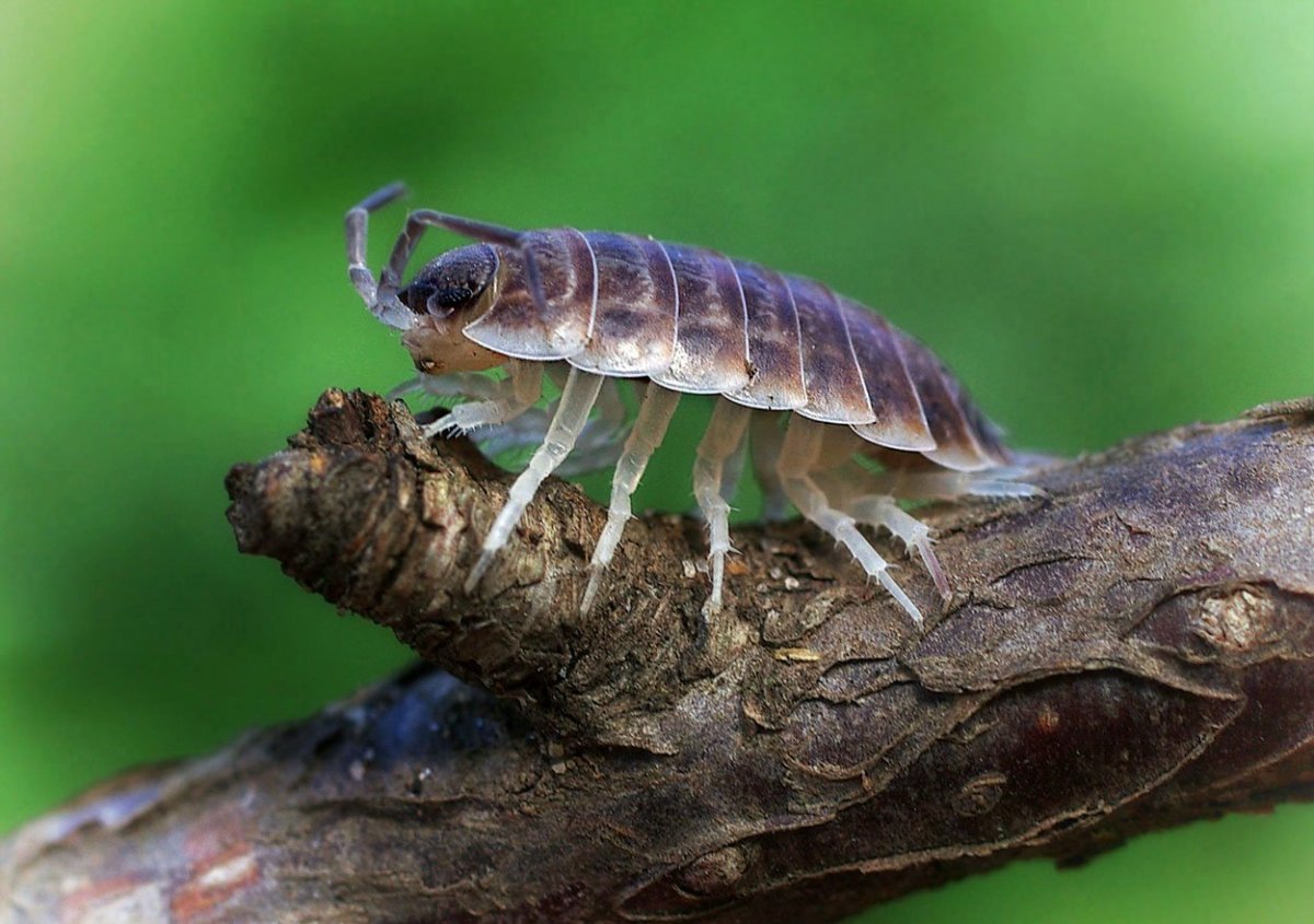 Мокрица ракообразное