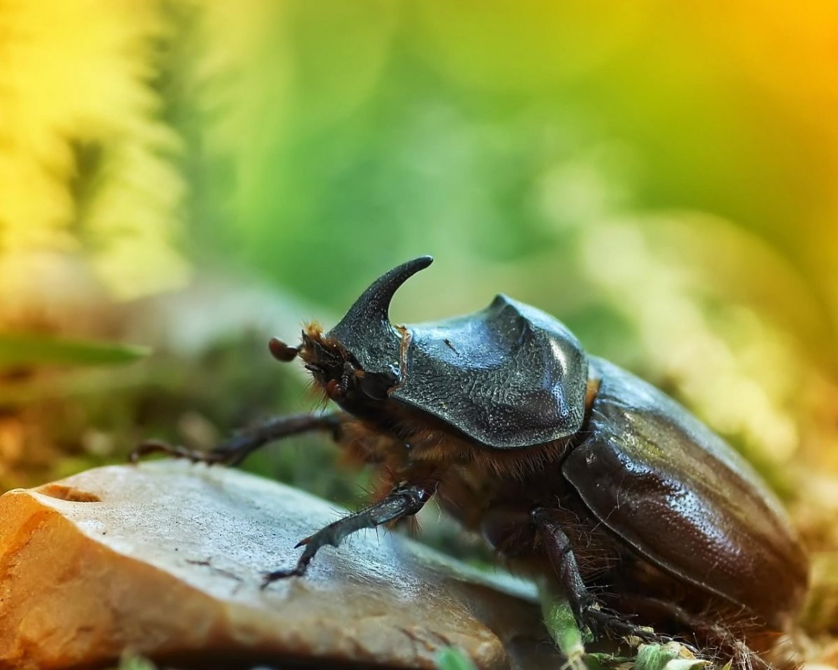 Каменный Жук