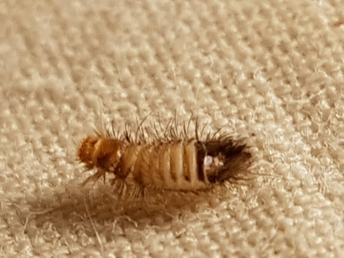 Насекомое многоножка личинки