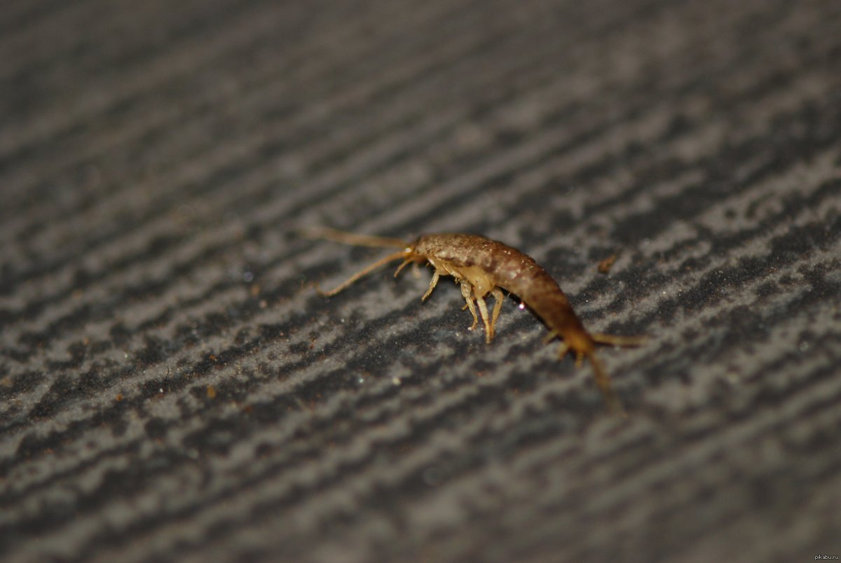 Рыжие букашки в ванной