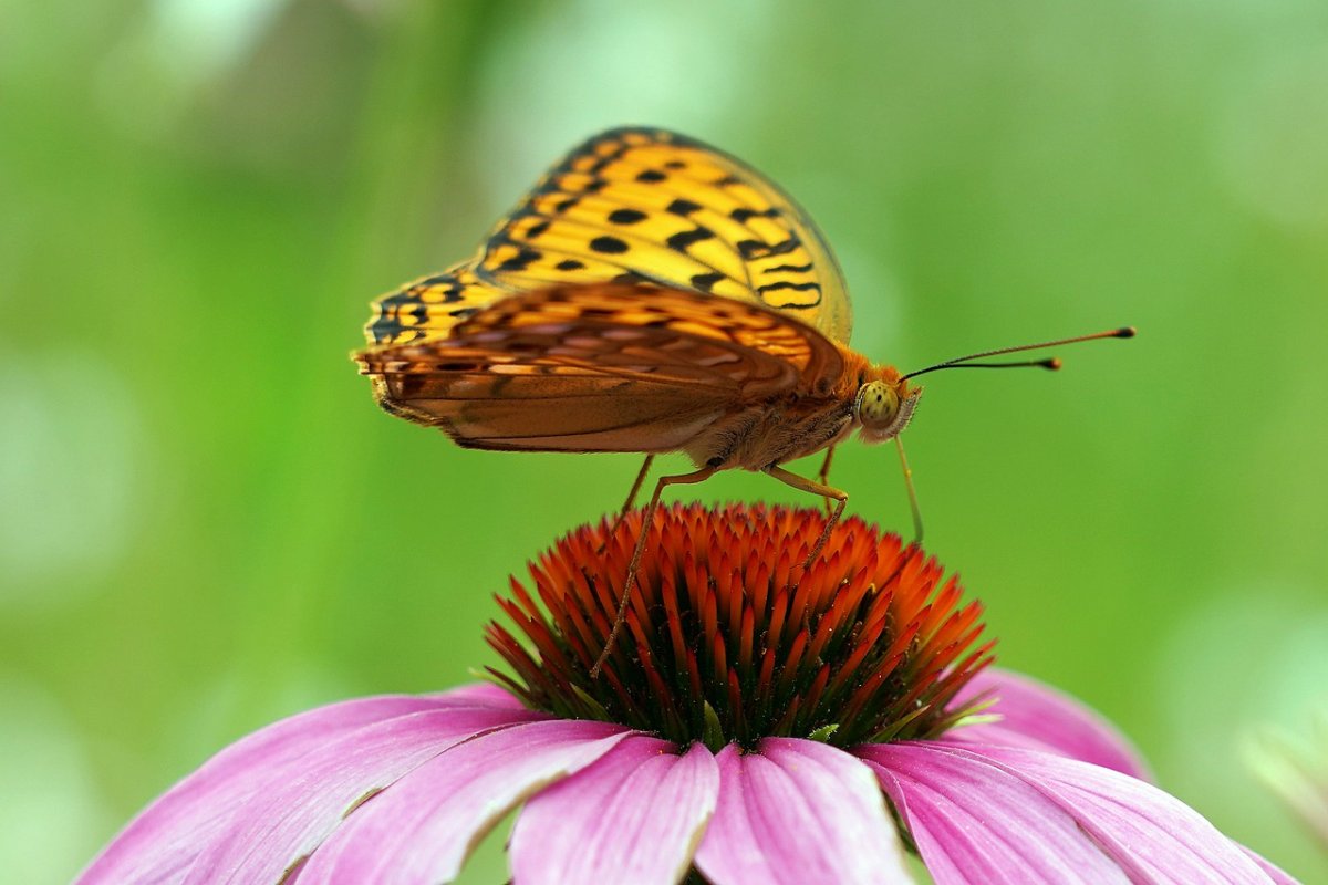 Цветы и насекомые