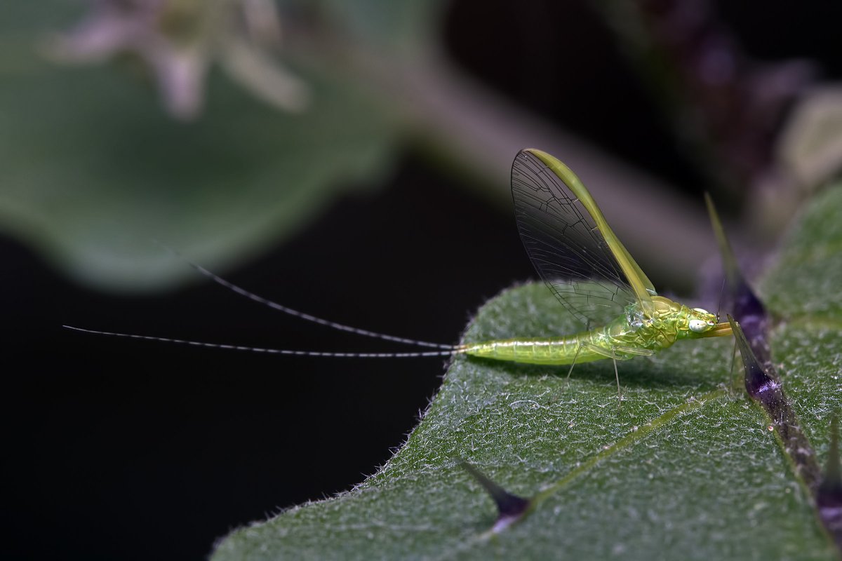 Маленькое зеленое насекомое