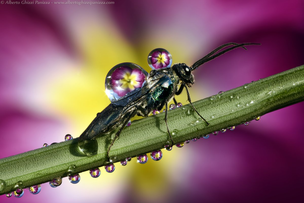 Насекомые фото