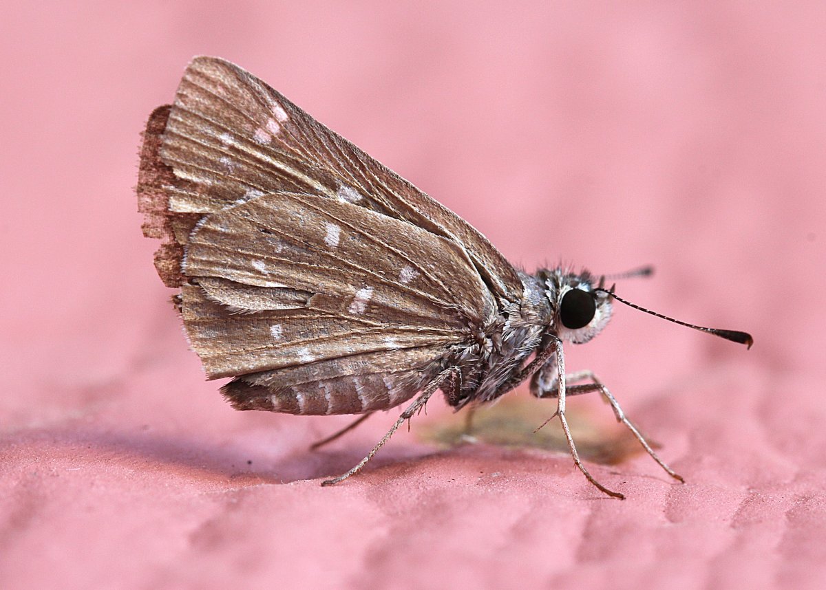 Мотылек насекомое