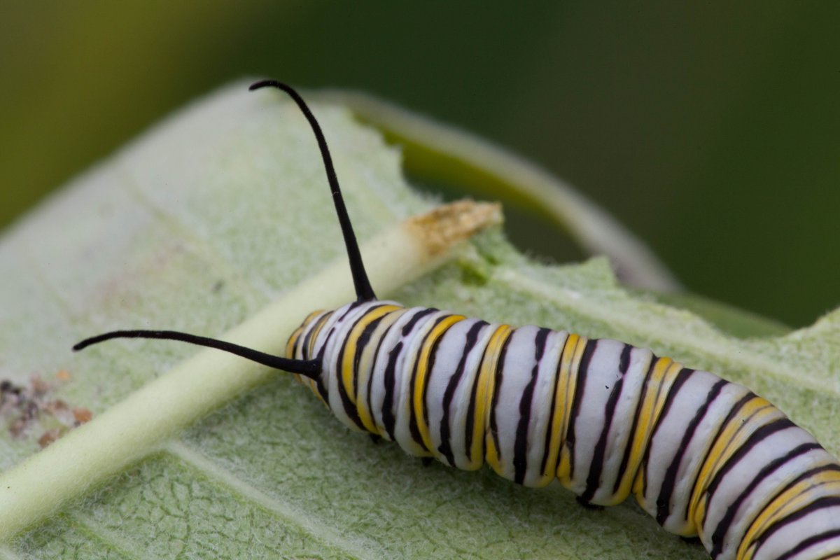 Сахарные насекомые