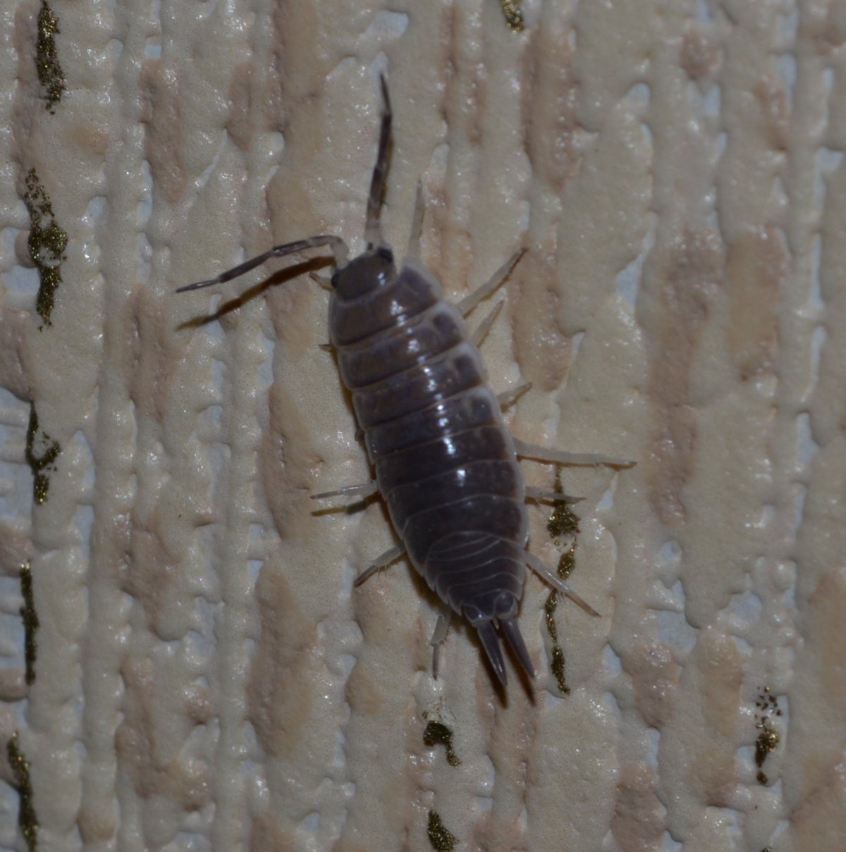 Жучки мокрицы