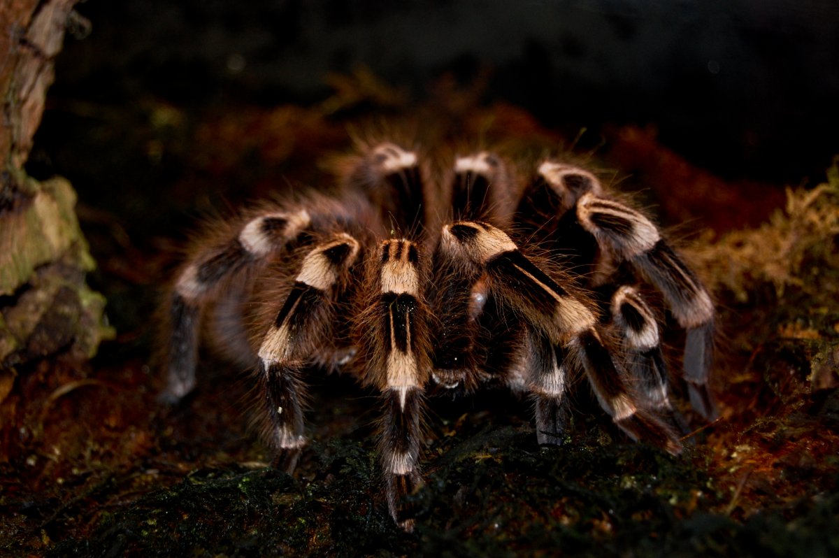 Паук Тарантул