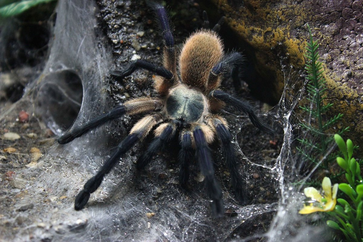 Паук Monocentropus balfouri