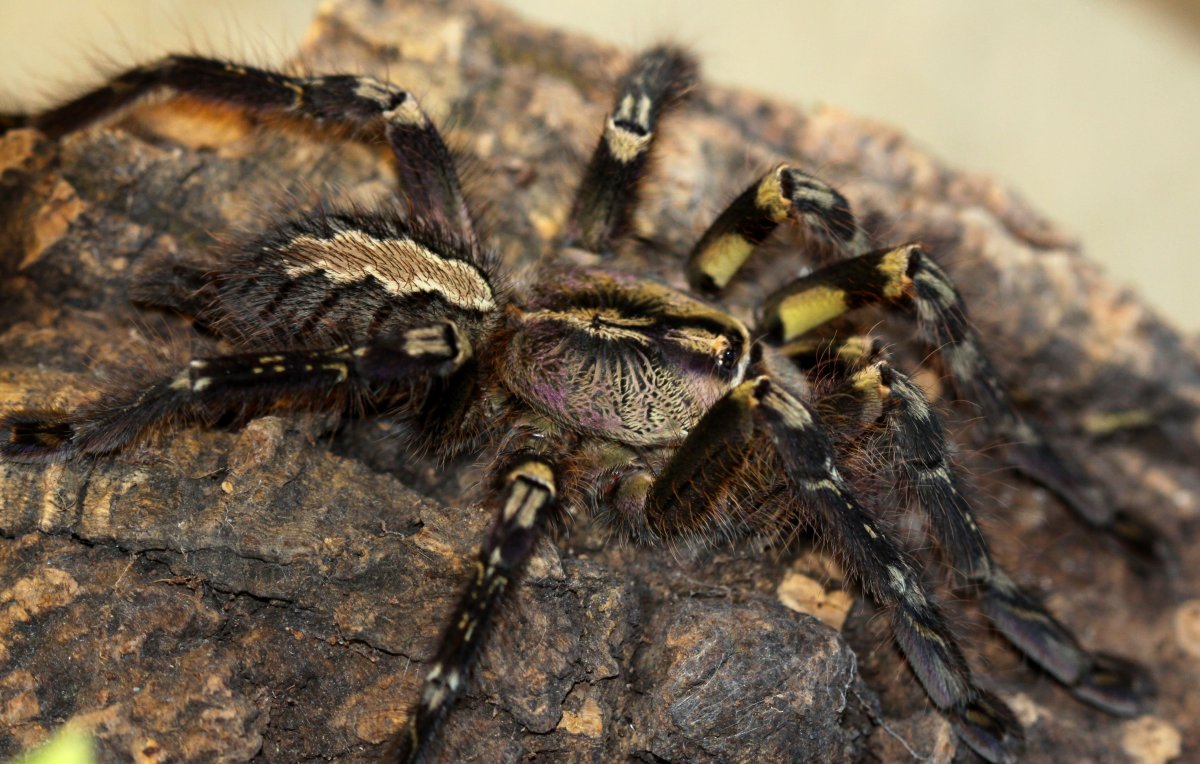 Poecilotheria hanumavilasumica