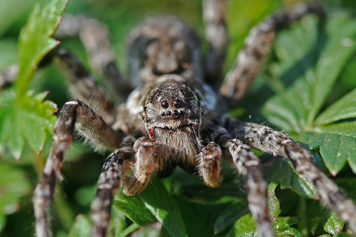 Прыгучий паук в России