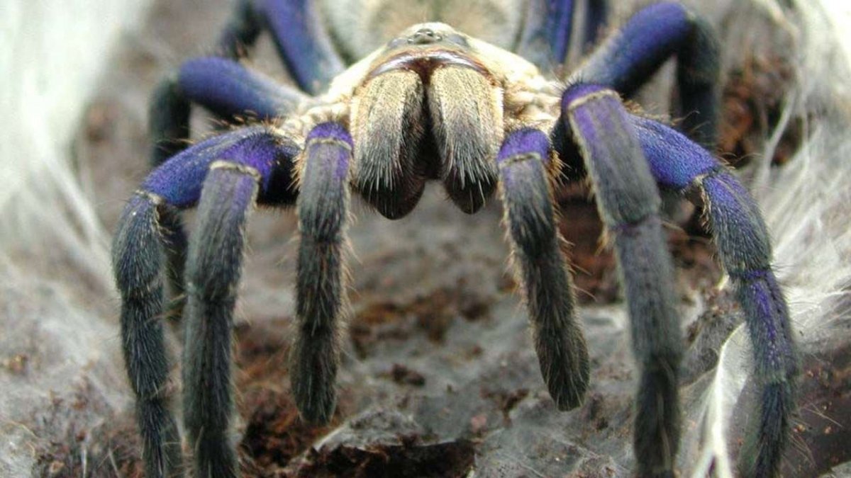 Salticidae пауки-скакуны