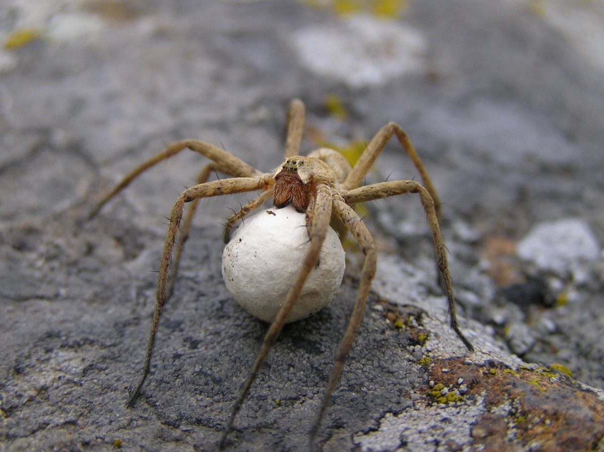 Паук волк Краснодарский