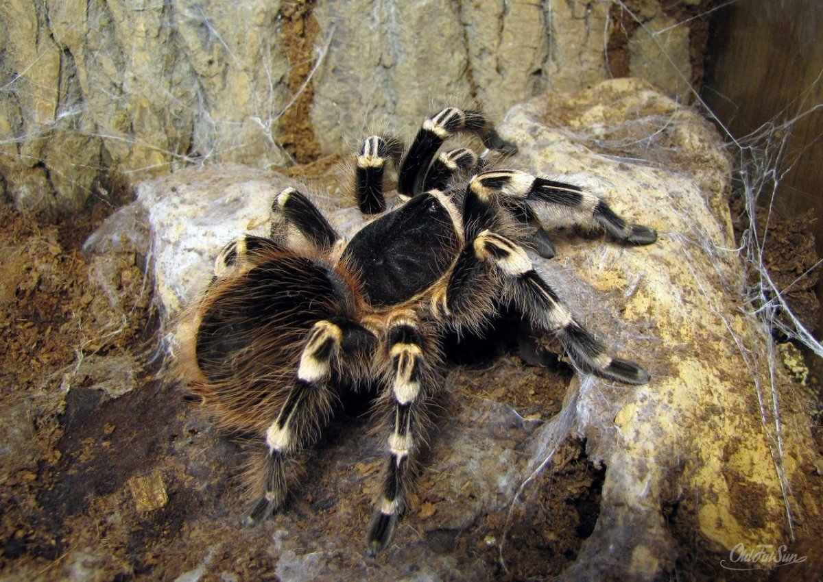 Паук Anapistula Ataecina