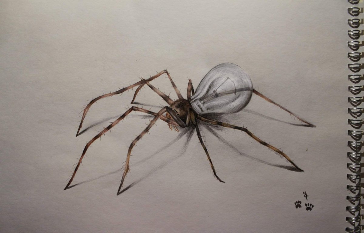 Наброски карандашом паук