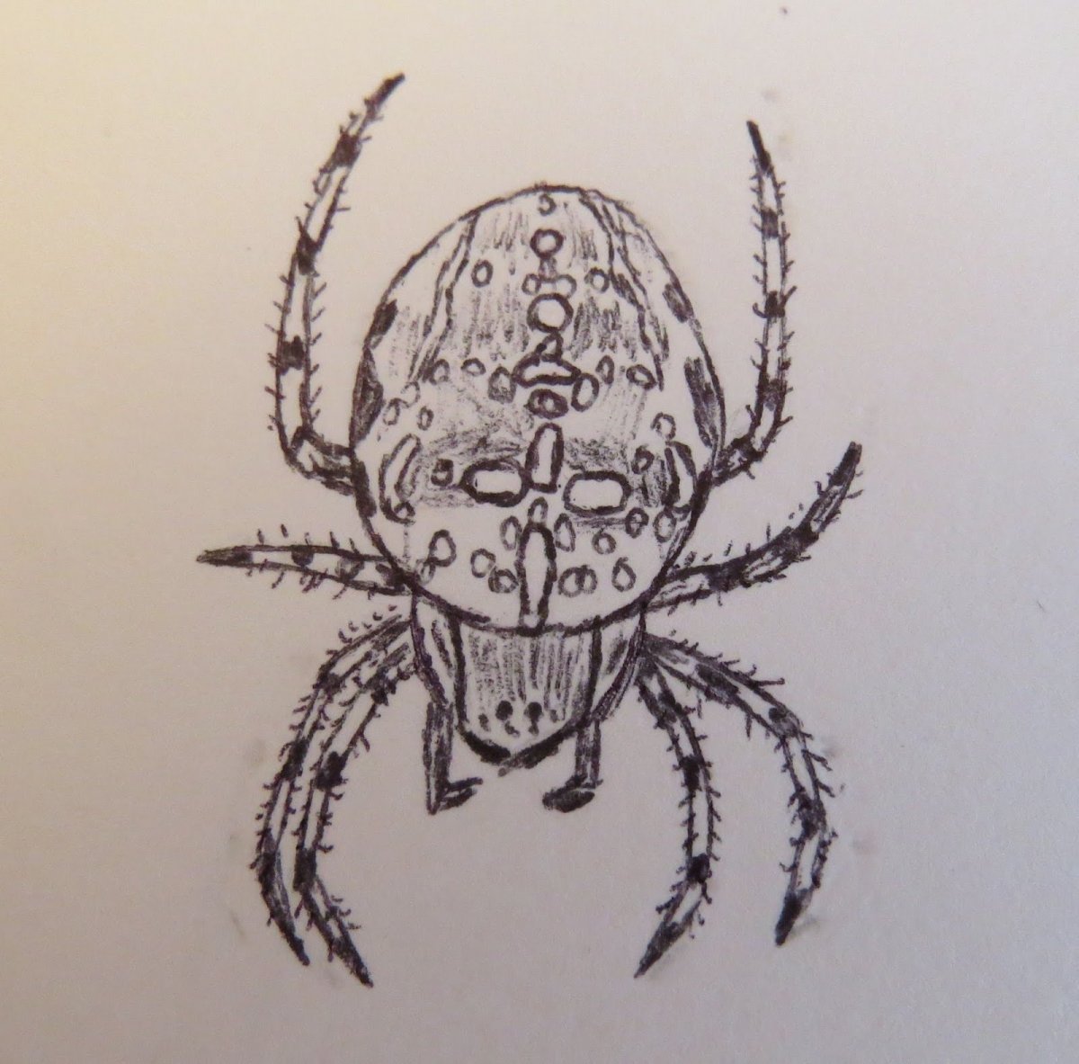 Паук крестовик рисовать