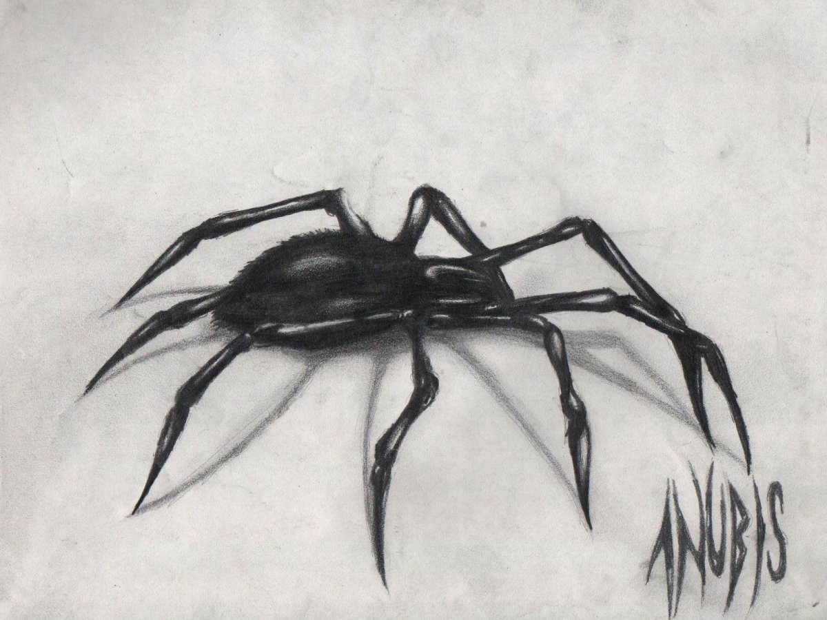 Очень красивые пауки